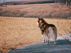 -塞罕坝国家级自然保护区