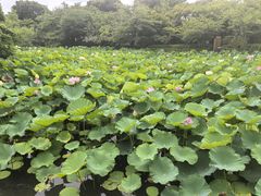 -鹤冈八幡宫