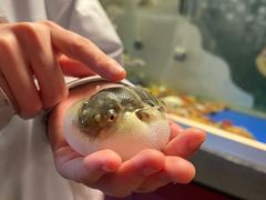 -肆月河豚·新淮扬菜·烤鸭(中关村店)