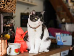 -海边的猫和咖啡馆