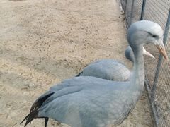 -盐城丹顶鹤湿地生态旅游区