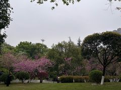 -龙头寺公园