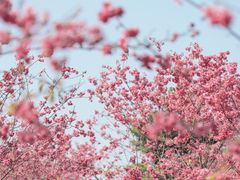 -中国科学院华南植物园
