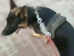 -美联众合动物医院·24h转诊中心