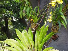 -东莞植物园