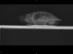 -雨林宠物医院 非犬猫异宠专科
