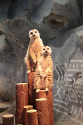 -Zoolung Zoolung动物主题公园(海信广场店)