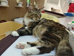 -COLOR PETS 撸猫馆·购猫·猫咖(长风大悦城店)