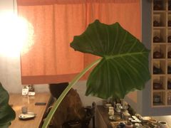 -本处·素食·融合料理(南油店)