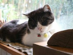 -海边的猫和咖啡馆