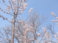 -桃花堤公园
