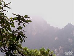 -王顺山国家森林公园