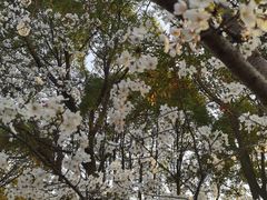 -高东镇樱花园