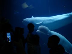 -大连圣亚海洋世界