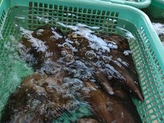 -老蒲田·渔乡楼