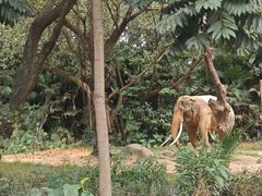 -广州长隆野生动物世界