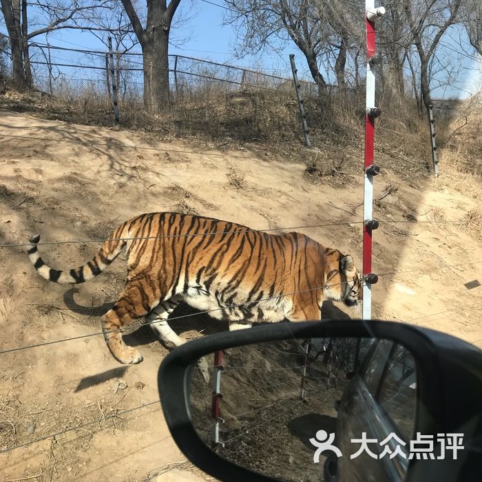 八達嶺野生動物世界圖片-北京動物園-大眾點評網