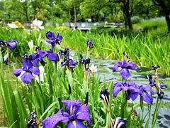 -上海植物园-4号门售票处