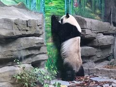 -灵玲国际马戏城