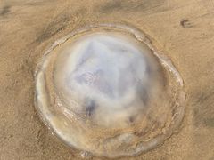 -李官龙王庙海滨旅游度假村
