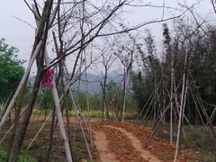 -天适樱花悠乐园
