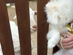 -J Create城市露营咖啡·简餐·宠物(上海动物园店)