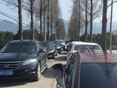 -新建村梅花