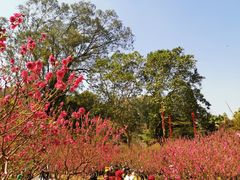 -广州市白云山风景名胜区