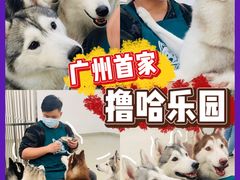 -星多哈·狗咖·拼豆·咖啡