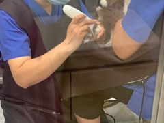 -宠福鑫康馨动物医院·骨科·眼科