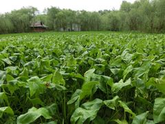 -溱湖国家湿地公园