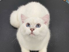 -钦宠·猫咪售卖·洗护·寄养(东圃旗舰店)