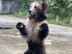 -贵州森林野生动物园