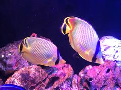 -欢乐海岸海洋奇梦馆