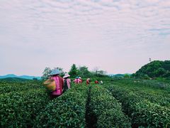 -龙坞茶村