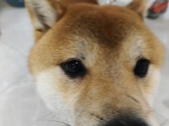 -中农国际动物医院24小时·猫科·骨科·急重症中心