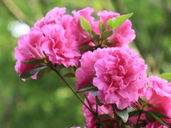 -上海滨江森林公园