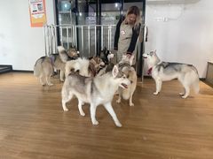 -Husky Go! 哈士奇体验馆·宠物咖啡厅狗咖