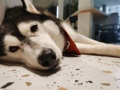 -Husky Go!哈士奇体验馆·宠物咖啡厅狗咖