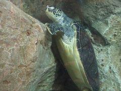 -西海国立公园九十九岛水族馆