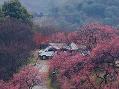 -新建村梅花