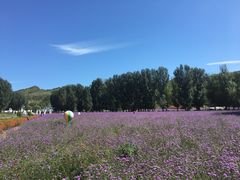 -紫海香堤香草艺术庄园