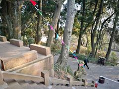 梁山寺前古柏-剑门关风景区