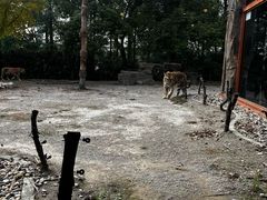 -上海野生动物园老虎餐厅