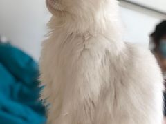 -猫在这儿猫咪咖啡馆·撸猫馆