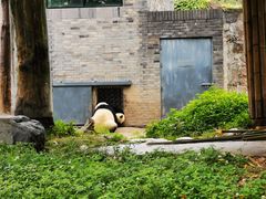 -都江堰中华大熊猫苑
