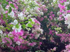 -深圳国际园林花卉博览园