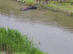 -南京小时候桑葚采摘园