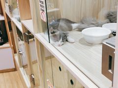 -屋虎猫馆(宝安大仟里店)