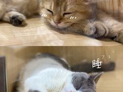 -屋虎猫馆(宝安大仟里店)